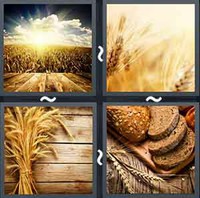 4 Pics 1 Word Wheat 