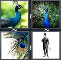 4 Pics 1 Word Peacock 