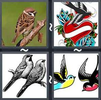 4 Pics 1 Word Sparrow 