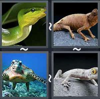 4 Pics 1 Word Reptile 