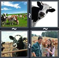 4 Pics 1 Word Cattle 