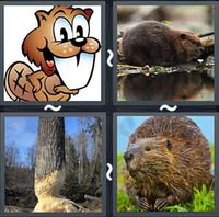 4 Pics 1 Word Beaver