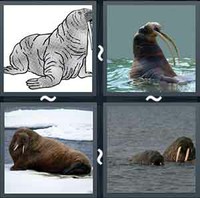 4 Pics 1 Word Walrus
