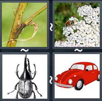 4 Pics 1 Word Beetle
