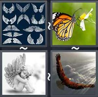 4 Pics 1 Word Wings