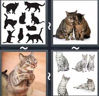 4 Pics 1 Word Cats
