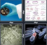 4 Pics 1 Word Bacteria