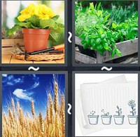 4 Pics 1 Word Plants