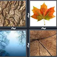4 Pics 1 Word Tree