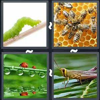 4 Pics 1 Word Insect