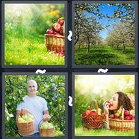 4 Pics 1 Word Levels Orchard