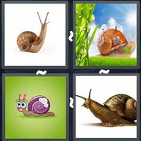 4 Pics 1 Word Levels Snail